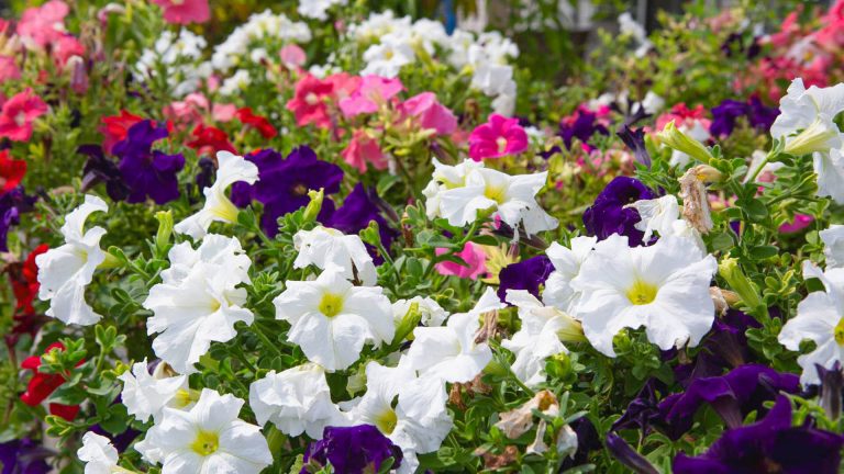 Closeup photo of white, purple, and pink flowers