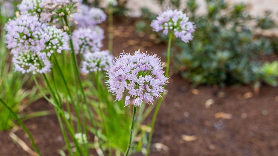 Close-up of Allium 'Millenium' flower. Ornamental onion with globe-shaped, pinkish-purple blooms in a garden setting. Landscape design.