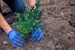 Gardener planting shrub in soil. Hands in blue gloves holding a green plant. Gardening and landscaping.