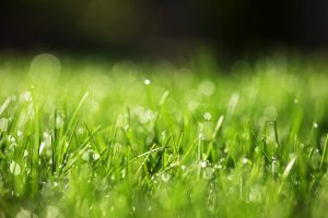 Close-up of fresh green grass with water droplets. Lawn care, nature background.