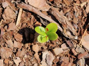 Closeup photo of a seedling plant growing in mulch