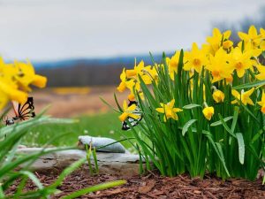 How Deep Should Mulch Be? Expert Tips for Optimal Coverage