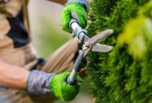 Gardener trimming hedge with shears. Landscaping and gardening worker, shrub trimming.