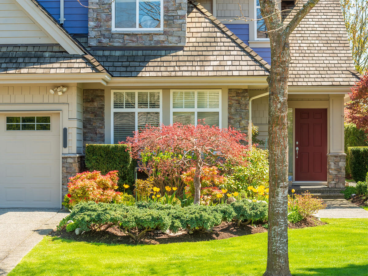 Landscaped front garden with red Japanese maple and yellow tulips in front of a modern residential home.