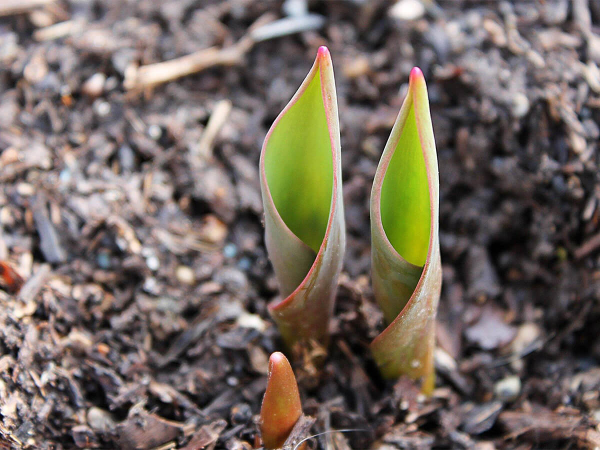 Two green tulip shoots with pink-tipped leaves emerging from dark, textured mulch soil.