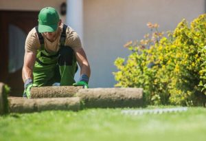 Landscaper installing natural grass turf rolls. Lawn installation. New sod.