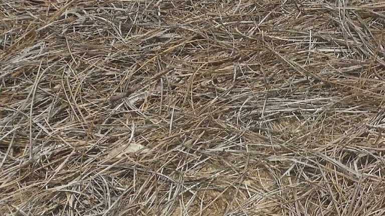 Closeup photo of pine straw mulch
